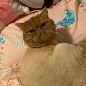 Meet your Posher, Dorthy